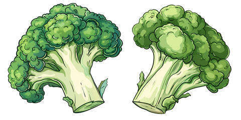 Green Broccoli Cabbage on Stalk as Healthy Nutrition Vector Set. Ripe and Fresh Vegetable as Vegetarian Meal Ingredient.
