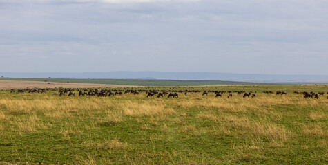 Obraz premium A herd of wildebeest in the wilds of Africa Kenya Masai Mara national park