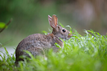 Grey small hare eating grass on summer field. Wild rabbit in nature