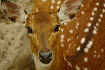 Close-up of Cervus Nippon Pseudaxis