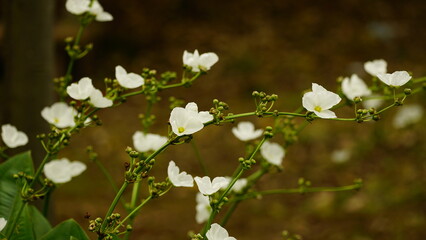 Echinodorus cordifolius flowers bloom in the garden