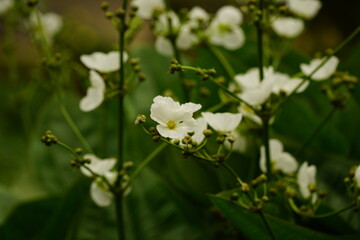 Echinodorus cordifolius flowers bloom in the garden