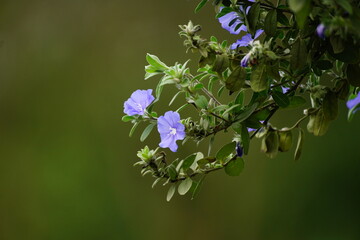 Evolvulus nuttallianus flowers bloom in the garden