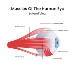 muscles of the human eye side view
