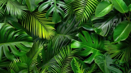 tropical palm leaves lush greenery