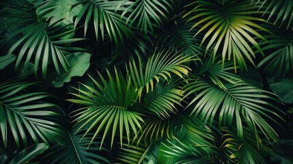 tropical palm leaves lush greenery