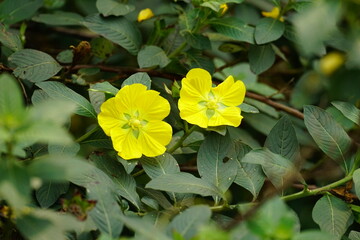 Yellow Ludwigia octovalvis flowers bloom in the field