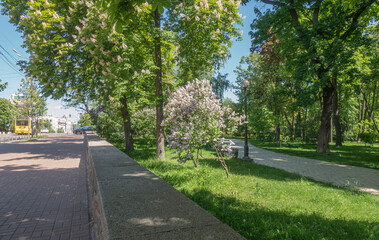 Flowering trees of Shevchenko Park in Kyiv in spring