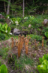 ヤマドリゼンマイ