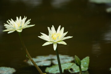 Nymphaea flowers bloom on the lake surface
