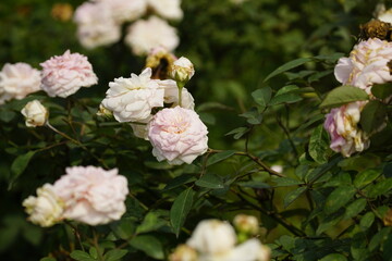 Roses bloom in the garden