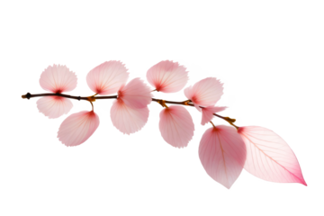 pink petal flower flying floating on white or transparent png background 