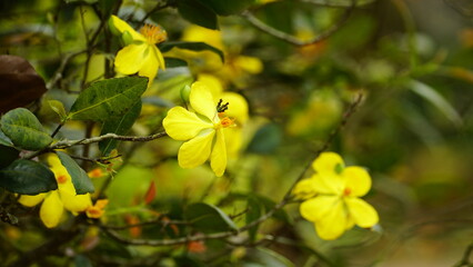 Ochna integerrima flowers bloom in the garden