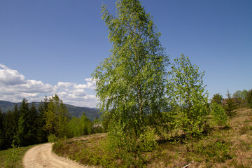 birch growing by the road in summer