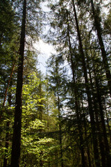 Fototapeta premium Mountain road in a pine forest