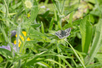 Grizzled Skipper (Pyrgus malvae) butterfly sitting on a flower in Zurich, Switzerland