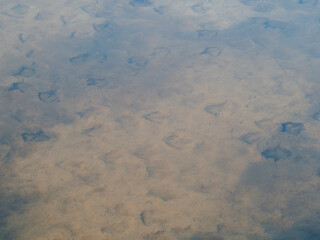 Flamingo in the Ebro River Delta. Flamingos in the Ebro Delta Natural Park, Tarragona. Great Flamingo (Phoenicopterus roseus), Ebro Delta Natural Reserve, Tarragona province, Catalonia, Spain