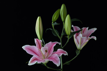 pink lily flower