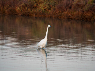 Flamingo in the Ebro River Delta. Flamingos in the Ebro Delta Natural Park, Tarragona. Great Flamingo (Phoenicopterus roseus), Ebro Delta Natural Reserve, Tarragona province, Catalonia, Spain
