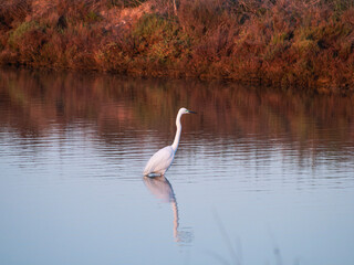 Flamingo in the Ebro River Delta. Flamingos in the Ebro Delta Natural Park, Tarragona. Great Flamingo (Phoenicopterus roseus), Ebro Delta Natural Reserve, Tarragona province, Catalonia, Spain