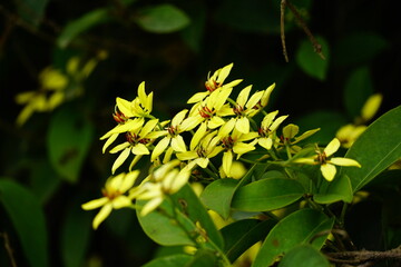 Galphimia glauca flowers bloom wild