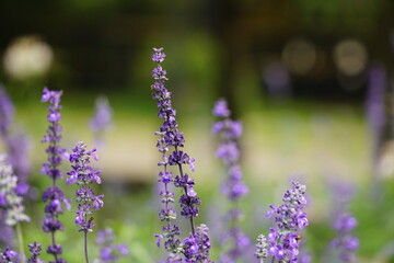 Close-up of Salvia farinacea blooming flower