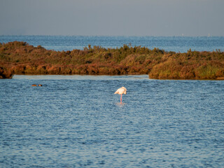 Naklejka premium Flamingo in the Ebro River Delta. Flamingos in the Ebro Delta Natural Park, Tarragona. Great Flamingo (Phoenicopterus roseus), Ebro Delta Natural Reserve, Tarragona province, Catalonia, Spain