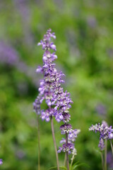 Obraz premium Close-up of Salvia farinacea blooming flower