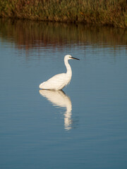 Flamingo in the Ebro River Delta. Flamingos in the Ebro Delta Natural Park, Tarragona. Great Flamingo (Phoenicopterus roseus), Ebro Delta Natural Reserve, Tarragona province, Catalonia, Spain