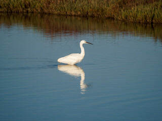 Flamingo in the Ebro River Delta. Flamingos in the Ebro Delta Natural Park, Tarragona. Great Flamingo (Phoenicopterus roseus), Ebro Delta Natural Reserve, Tarragona province, Catalonia, Spain
