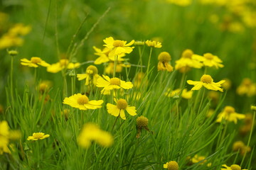 Yellow Chrysanthemum indicum flowers bloom