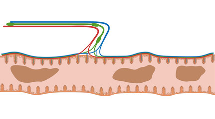 Darmzotten des Jejunum oder Leerdarm bzw. Knurrdarm - der Dünndarm im Verdauungstrakt des Menschen - Anatomie