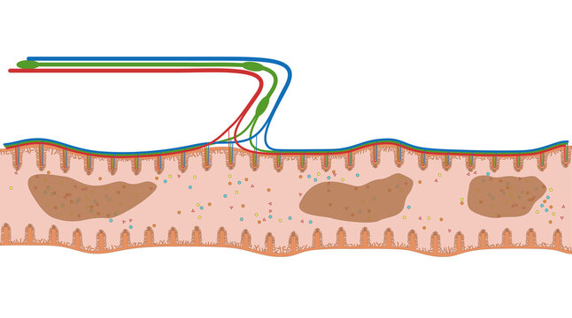 Darmzotten des Jejunum oder Leerdarm bzw. Knurrdarm - der D&uuml;nndarm im Verdauungstrakt des Menschen - Anatomie