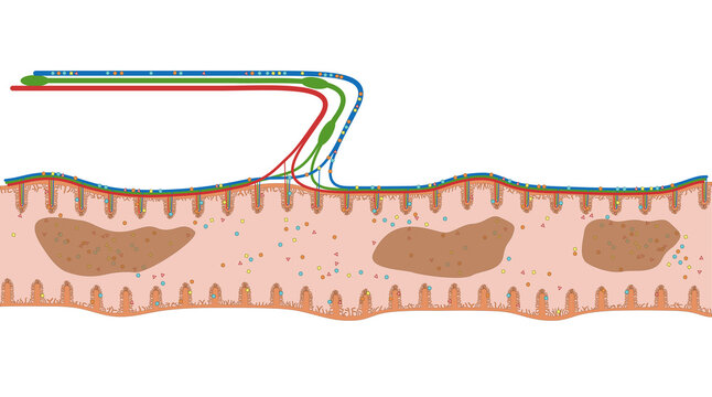 Darmzotten des Jejunum oder Leerdarm bzw. Knurrdarm - der D&uuml;nndarm im Verdauungstrakt des Menschen - Anatomie