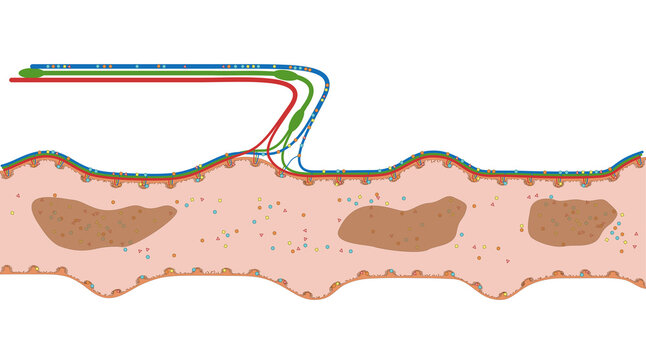 Darmzotten des Ileum oder Krummdarm  - der D&uuml;nndarm im Verdauungstrakt des Menschen - Anatomie
