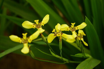 Trimezia flowers bloom in the garden