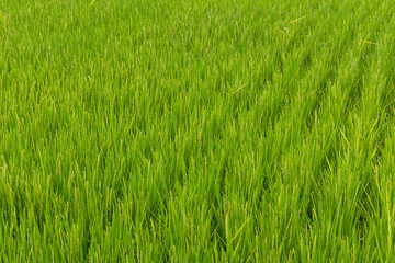 Paddy rice field meadow in Taiwan