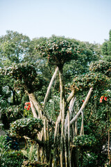 Bonsai is a Japanese art that originates from China and has been cultivated for thousands of years