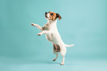 Active agile dog jumping high in the air on a blue color studio background. Young dog playing, flying. Cute Jack Russell Terrier looking happy isolated on colorful backdrop. Creative flyer for your ad
