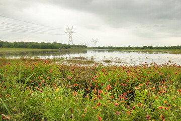 Indian Blanket Flowers stand tall in a pasture saturated by heavy spring storms in Central Texas, with power lines silhouetted against the sky in the background.