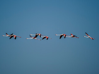 Flamingo in the Ebro River Delta. Flamingos in the Ebro Delta Natural Park, Tarragona. Great Flamingo (Phoenicopterus roseus), Ebro Delta Natural Reserve, Tarragona province, Catalonia, Spain