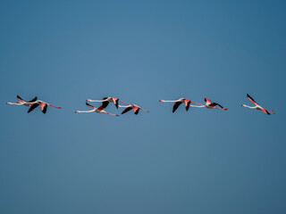Flamingo in the Ebro River Delta. Flamingos in the Ebro Delta Natural Park, Tarragona. Great...