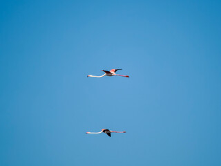 Flamingo in the Ebro River Delta. Flamingos in the Ebro Delta Natural Park, Tarragona. Great Flamingo (Phoenicopterus roseus), Ebro Delta Natural Reserve, Tarragona province, Catalonia, Spain
