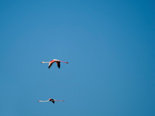 Flamingo in the Ebro River Delta. Flamingos in the Ebro Delta Natural Park, Tarragona. Great Flamingo (Phoenicopterus roseus), Ebro Delta Natural Reserve, Tarragona province, Catalonia, Spain
