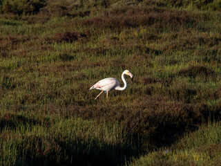 Flamingo in the Ebro River Delta. Flamingos in the Ebro Delta Natural Park, Tarragona. Great Flamingo (Phoenicopterus roseus), Ebro Delta Natural Reserve, Tarragona province, Catalonia, Spain