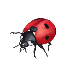 Ladybug clipart, isolated illustration. Beautiful insect on a white background, watercolor painted by hand art for wallpaper. Cartoon cute animal. Watercolour print, hand drawn,red lady bug black dots