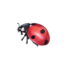 Ladybug clipart, isolated illustration. Beautiful insect on a white background, watercolor painted by hand art for wallpaper. Cartoon cute animal. Watercolour print, hand drawn,red lady bug black dots