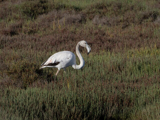 Flamingo in the Ebro River Delta. Flamingos in the Ebro Delta Natural Park, Tarragona. Great...