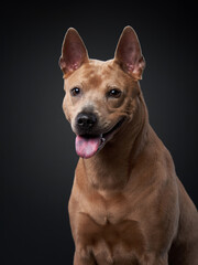 A poised Thai Ridgeback dog peers out with attentive eyes in a studio setting, its fawn coat a rich...