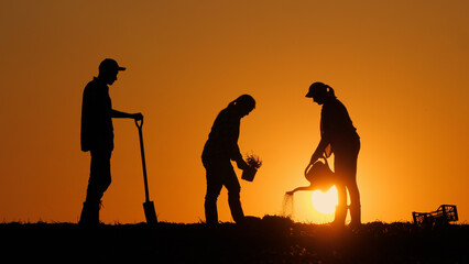 Farmers plant a plant in a field at sunset, water it from a hand-held sprinkler